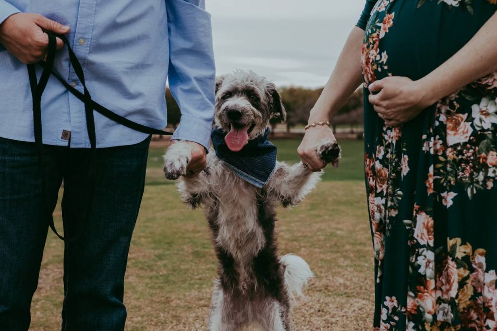 helping your dog bond with your newborn